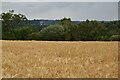 Ripening barley