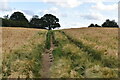 Footpath through barley