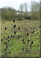 Teasels in Lorenden  Park, Painters Forstal