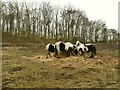 Hungry horses