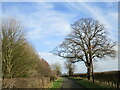 Saxby Cliff Road alongside Folly Wood