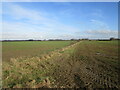 Autumn sown crops near Pear Tree Farm