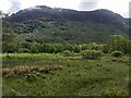 Boggy fields in Glen Elchaig