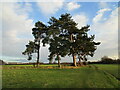 SK8156 : Stand of pine trees, Winthorpe Park by Jonathan Thacker