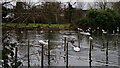 TQ3065 : Waddon Ponds by Peter Trimming