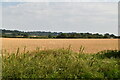 Ripening wheat