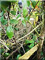 Old Boundary Marker northwest of Landwick Cottages