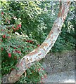 Eucalyptus tree at Callander