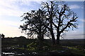 Trees in Hall Farm