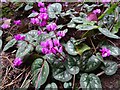 Cyclamen in Rose Bank Gardens