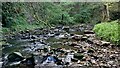 Cheesden Brook, Dobb Wood, Simpson Clough