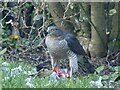 Sparrowhawk with prey, Newport