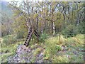 NN1368 : Deer Fence Stairway by Robert Struthers