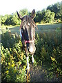 Friendly horse by Tonge Road, Snipeshill