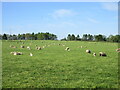 Sheep near Pittendriech