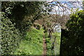 Footpath going towards Whitbury