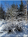NJ3755 : Snow-covered Trees by Anne Burgess