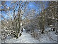 Snow on wooded slopes above the Clyde