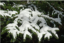 NJ3756 : Snow on Sitka Spruce by Anne Burgess
