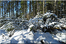 NJ3756 : Snow in the Forest by Anne Burgess