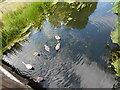 Swans in the River Colne