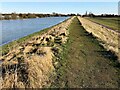 TF3902 : The Nene Way long distance footpath near Rings End - The Nene Washes by Richard Humphrey