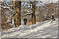 A winter walk at Ladhope Recreation Ground