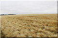 NO7047 : Wind rippling a barley crop near Red Head, Angus by Adrian Diack