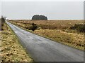 Copse in a winter landscape