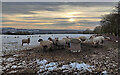 Sheep at Trimpley