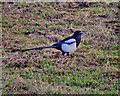 SD7807 : Common (Eurasian) Magpie  (Pica pica) by David Dixon