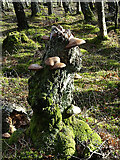 NJ3155 : Tree Stump with Fungi by Anne Burgess