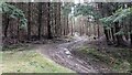 SO4673 : MTB route in the Mortimer Forest (Bringewood) by Fabian Musto