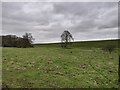 Field south west of the Queen Mary Reservoir