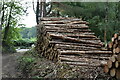 Logpile, Park Wood