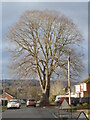 A striking tree - Crestwood Avenue, Kidderminster