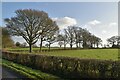 A line of trees along hedge