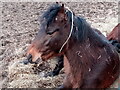 View of a horse in a private paddock on Roding Lane South