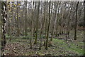 Woodland by Tunbridge Wells Circular Walk Link Path