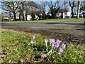 Spring crocuses