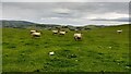 Sheep on the grassland