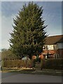 Large tree on Brim Hill, Hampstead Garden Suburb