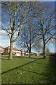 Crocuses along Hull Road