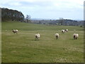 Sheep in field next to Belsay Dene House Farm