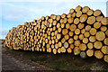 NJ3448 : Log Pile by Anne Burgess
