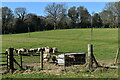 Sheep beside Chapel Lane