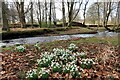 Snowdrops by River Wansbeck, Wallington