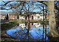 Pond at Oakend Lea