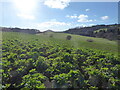 Sunny February afternoon below Cothercott