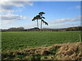 Two pines at Averham